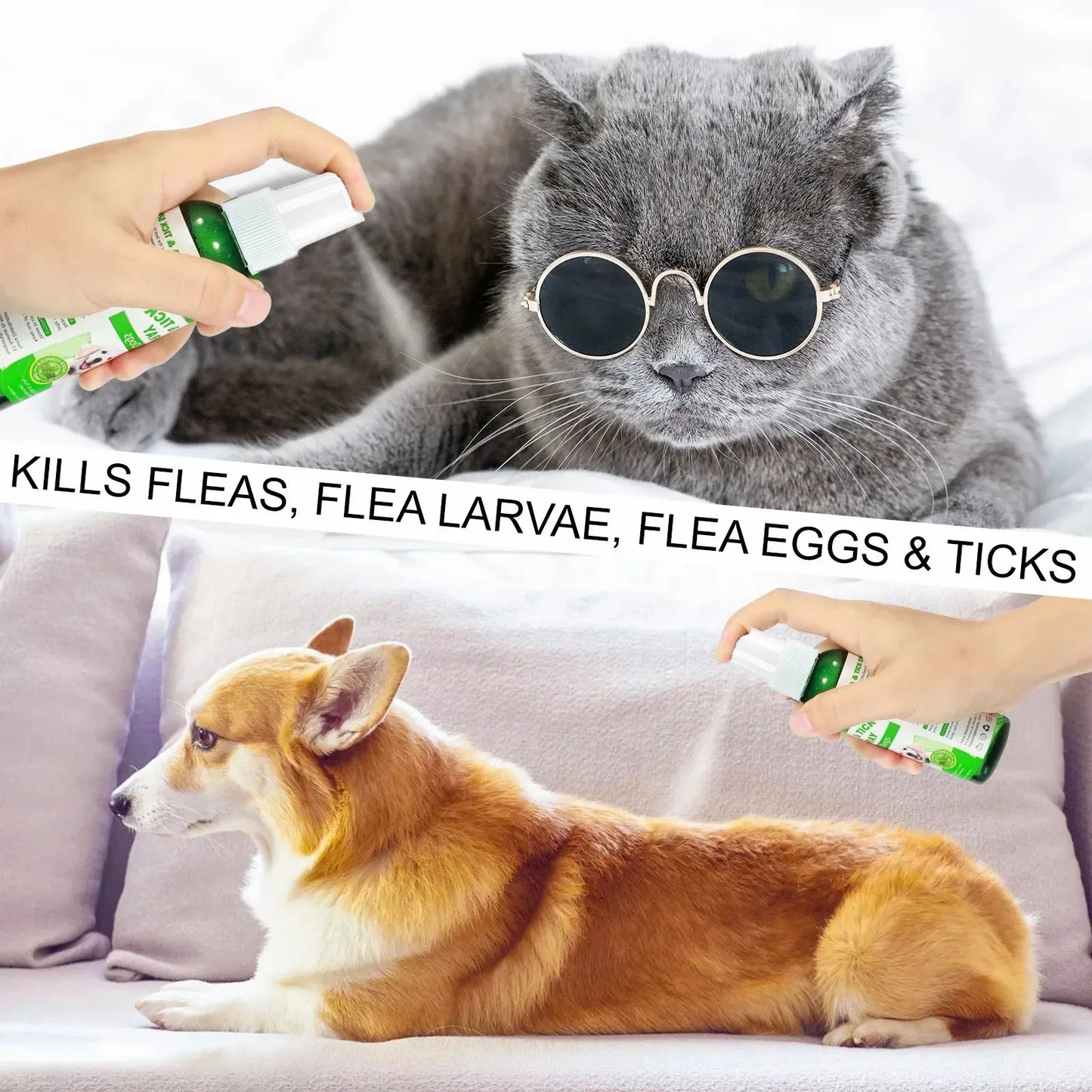 Pet Care Flea Spray with Natural Oils