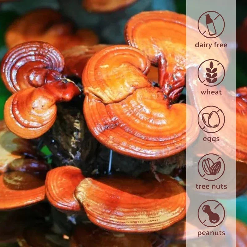 Reishi Mushroom Heart Brain Capsules
